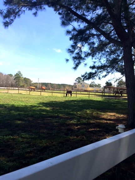 The horses enjoyed the beautiful day too!