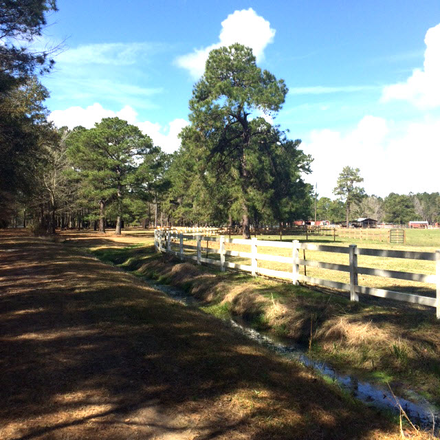 Windwood Farm's fence and surrounding woods.
